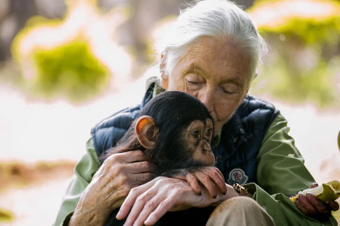 (FILES) British primatologist Jane Goodall visits a chimpanzee rescue center on June 9, 2018 in Entebbe, Uganda. British primatologist Jane Goodall, who studied chimpanzees and became a renowned wildlife crusader, has died aged 91, her institute said on October 1, 2025. Goodall "passed away due to natural causes" while in California on a speaking tour of the United States, the institute said in a statement on social media. (Photo by SUMY SADURNI / AFP)