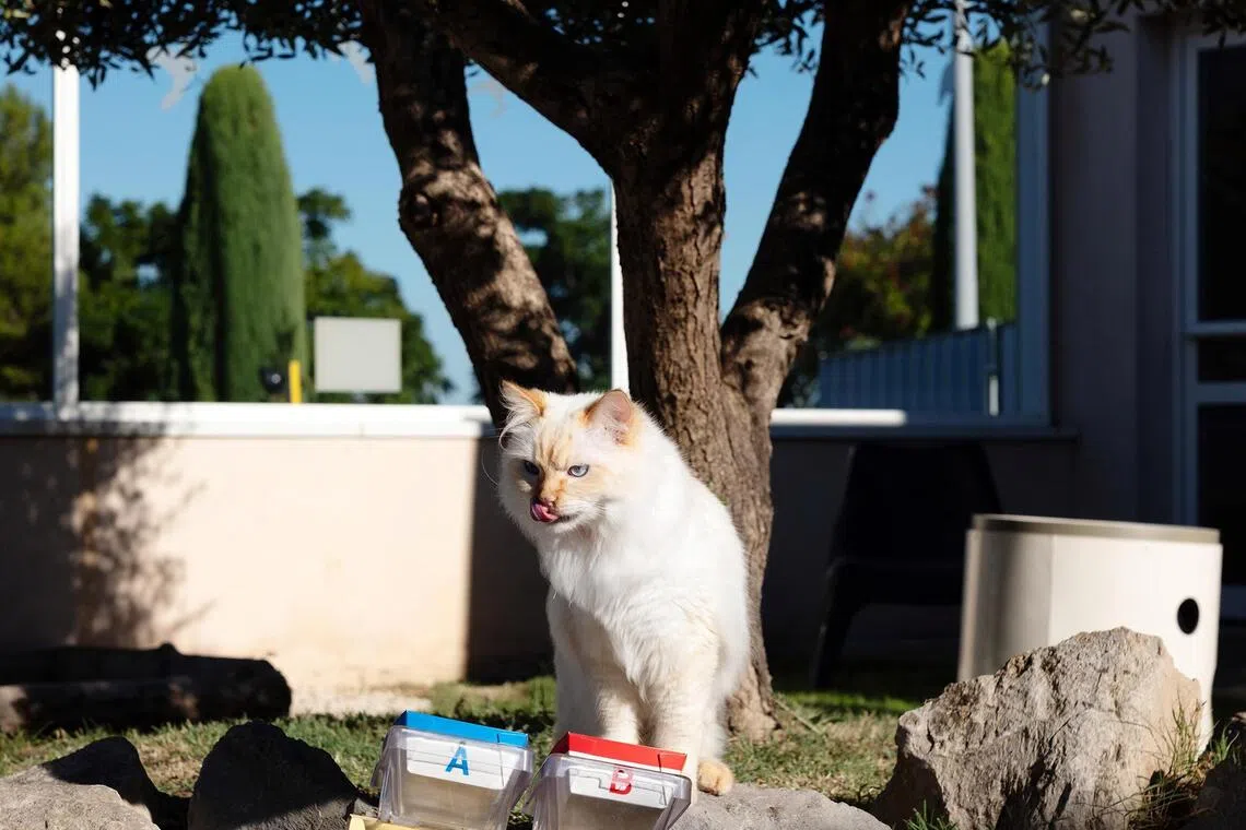 A cat testing cat food at the Royal Canin research centre in Aimargues, France. Even as the war in Iran has spurred inflation and wage growth has not kept up, the pet food market has kept growing.