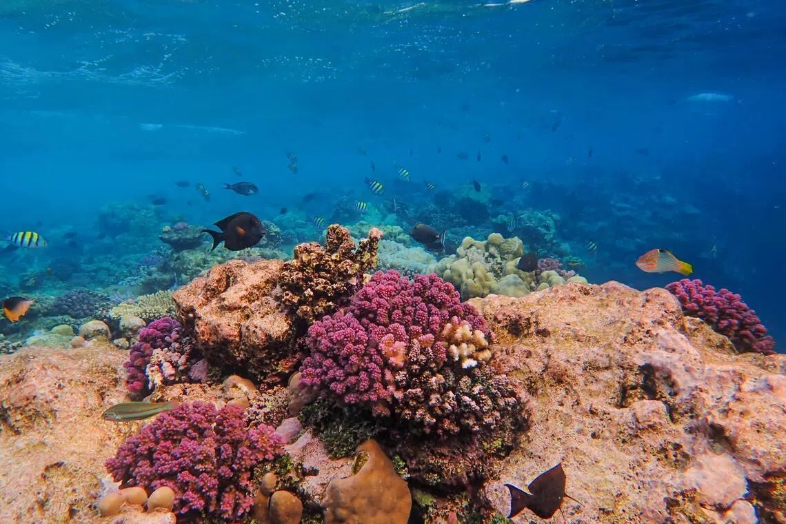 There were two craters believed to have been caused by fish bomb explosions in the reef restoration area.
