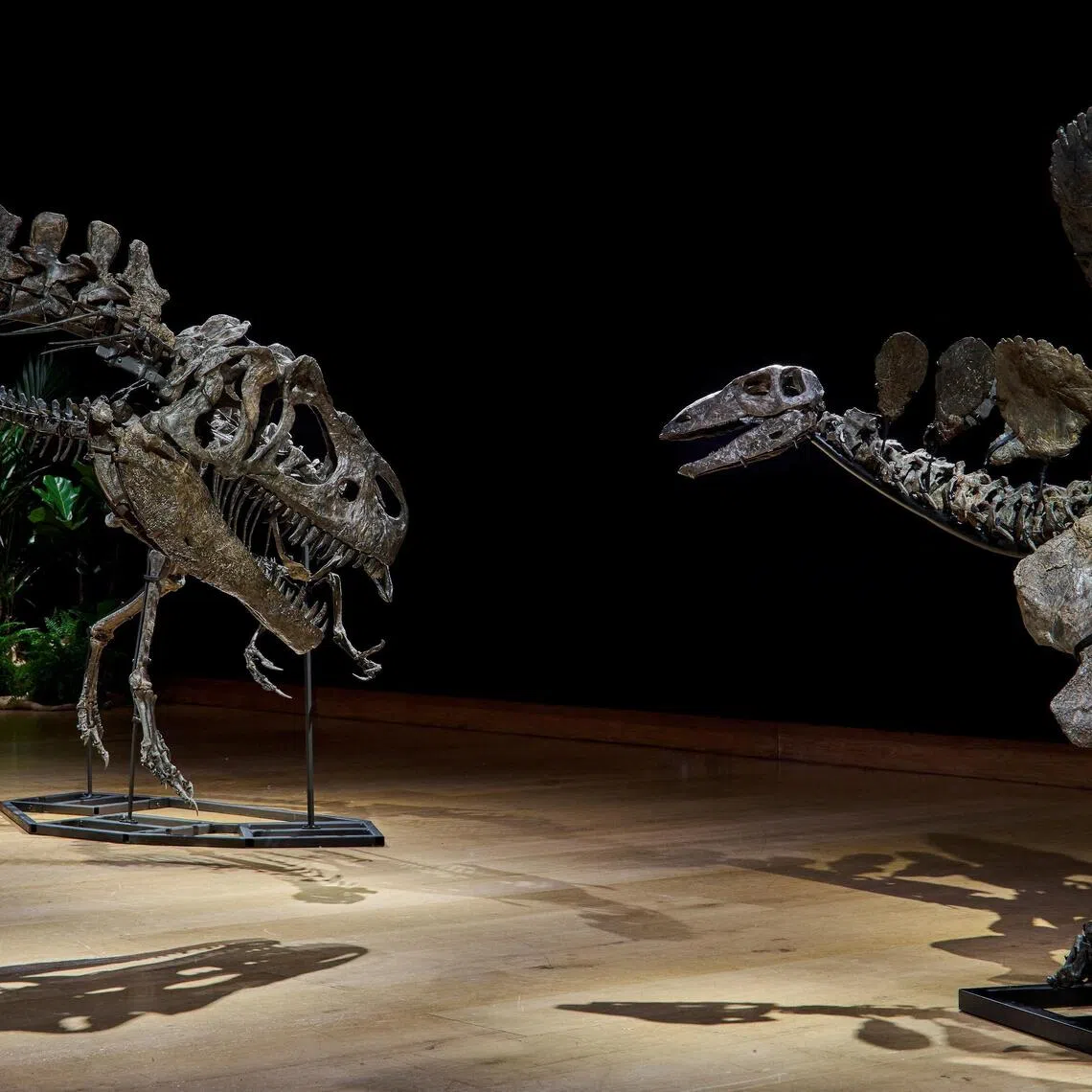Dinosaur fossils displayed at auction house Christie's in London, Britain.