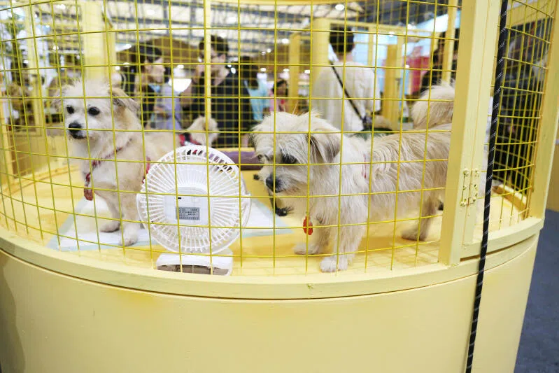 Cloned dogs by a Chinese commercial pet cloning enterprise at the Pet Asia Show in Shanghai in 2023. 
