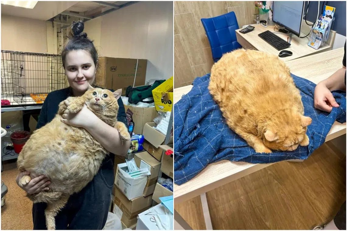 Kroshik was so chonky that vets could not perform an ultrasound scan because of his thick layers of fat. 