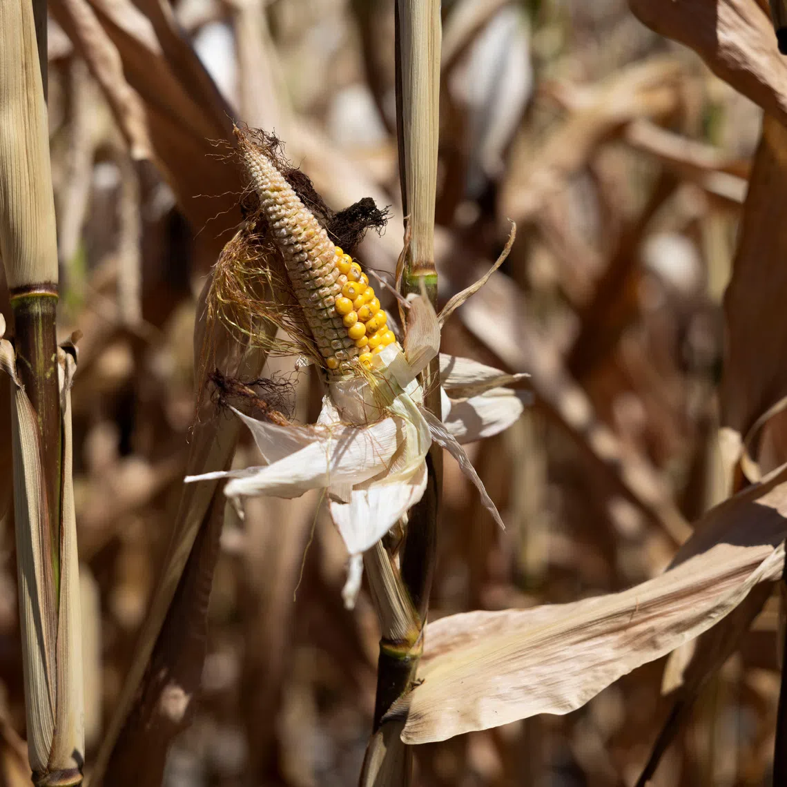 Corn cobs that failed to ripen and dried out during the heatwave in Hoersching, Austria, August 9, 2026. REUTERS/Lisa Leutner