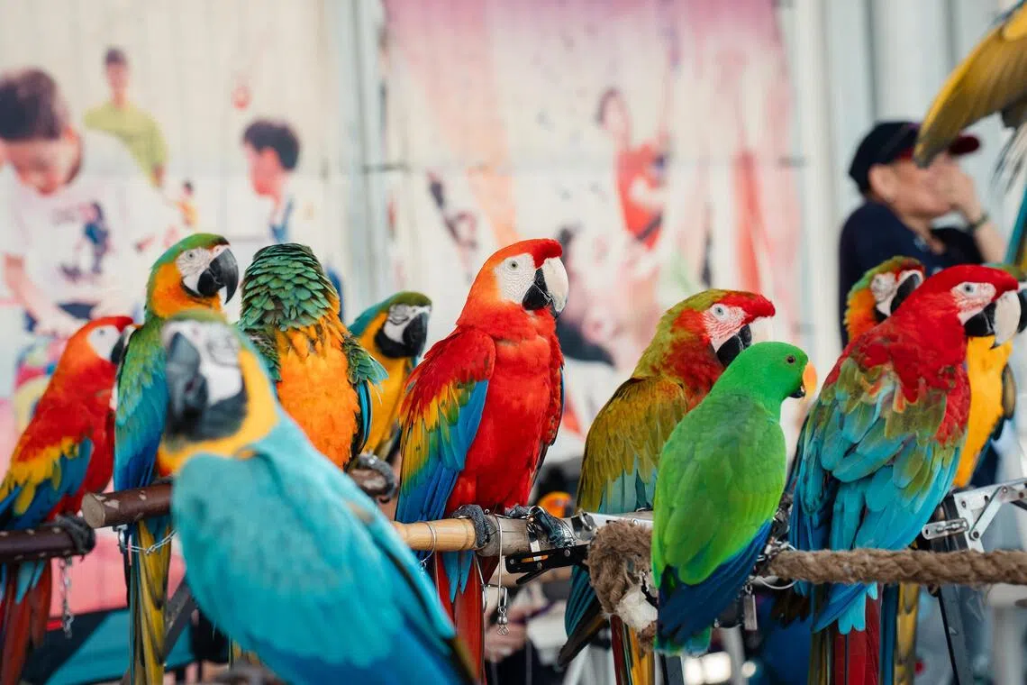 Good Pet Fair – Kampung Edition will have a Feather Zone where colourful parrots are on display.