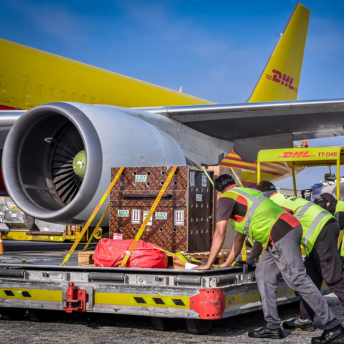 The shipments range from 17 antelopes, a rescued baboon, and 37 tons of art to a helmet that Michael Schumacher signed. 