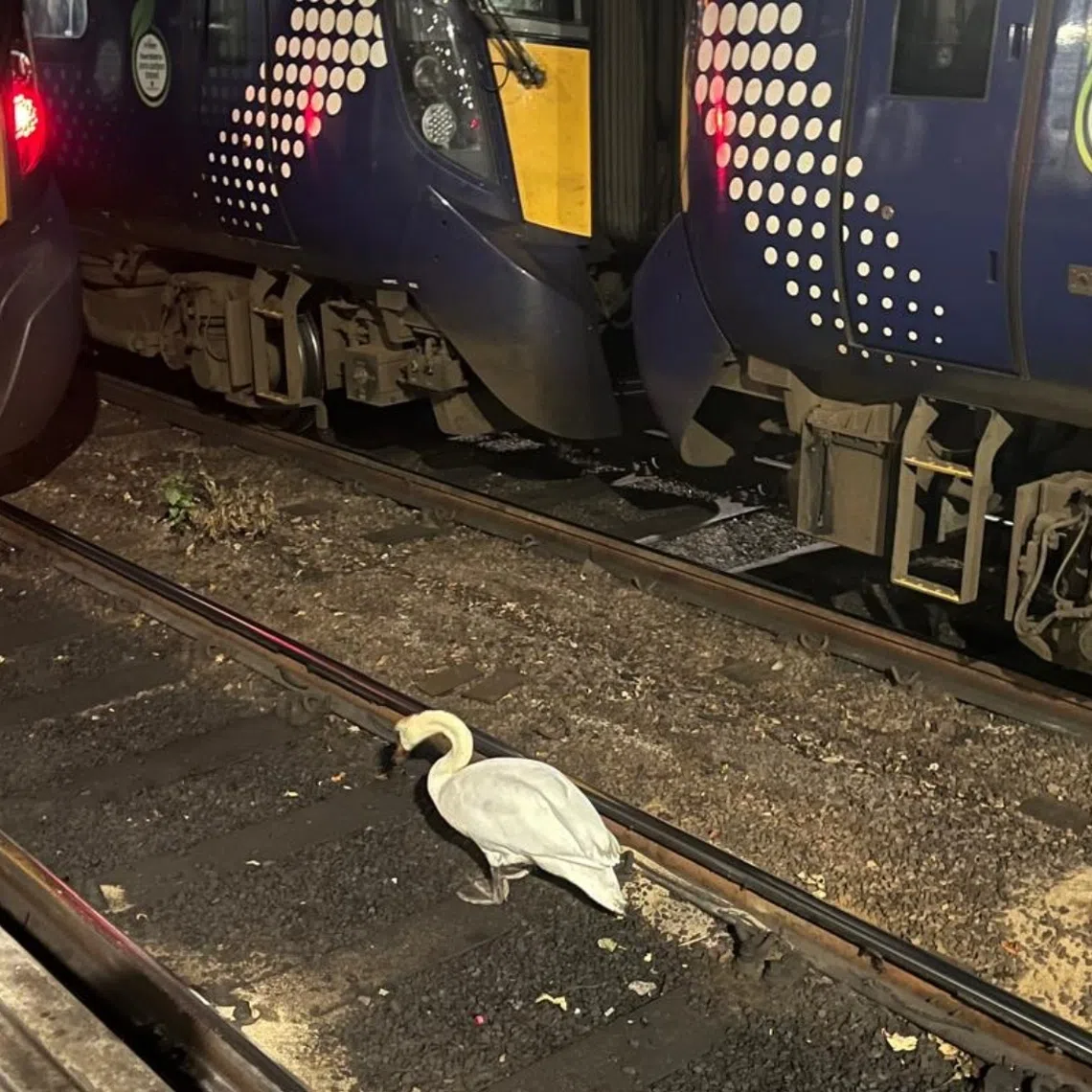 A swan found on the track of the Glasgow Central station in Scotland caused an hours-long train service disruption .