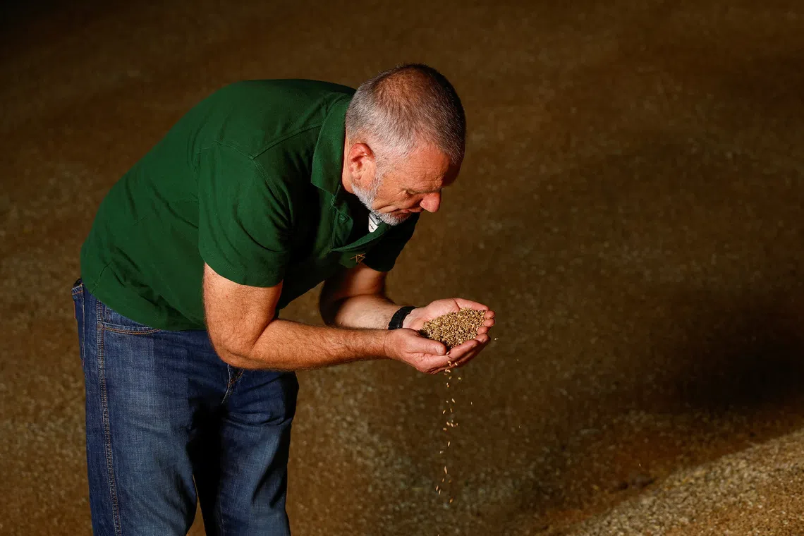 Ukrainian farmer Serhiy Rybalko shows wheat grains inside a storage facility, amid Russia's attack on Ukraine, in Zhytomyr Region, Ukraine August 7, 2026. REUTERS/Valentyn Ogirenko