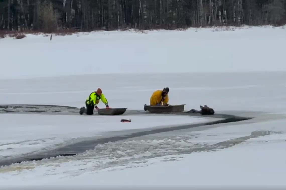 The moose had walked about 200 feet (61m) onto the lake in Indian Lake, before falling into the frigid waters late on Jan 16 morning.