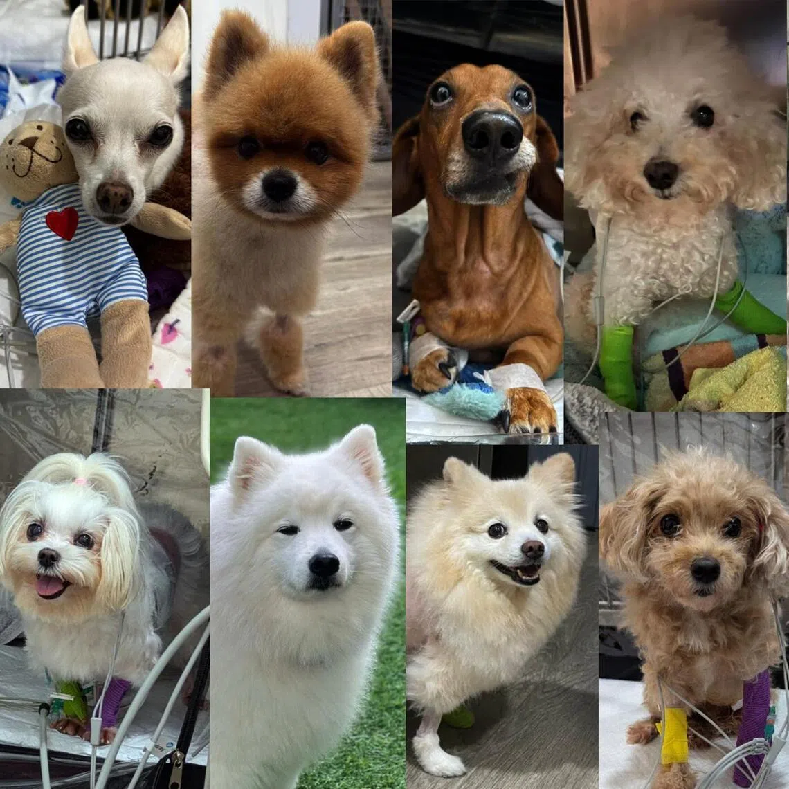 Dogs that underwent Transcatheter Edge-to-Edge Repair (Teer), a minimally invasive technique to treat severe mitral valve disease.