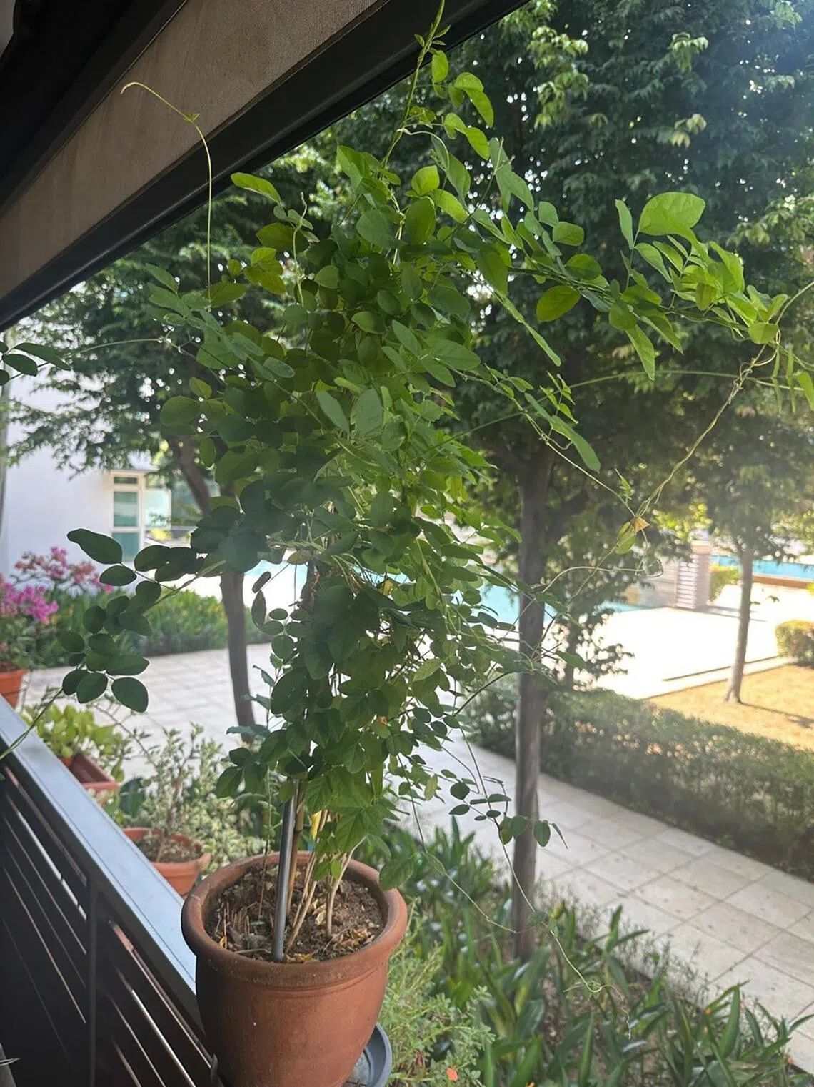 Blue Pea plants need at least six hours of direct sunlight daily to flower.