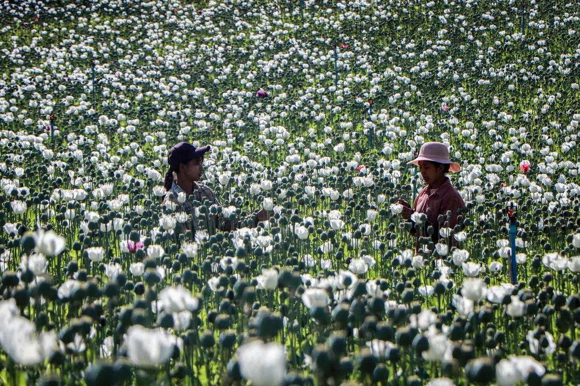 Farmers in Pekon Township, in Shan state, are cultivating opium flowers openly in their villages. 