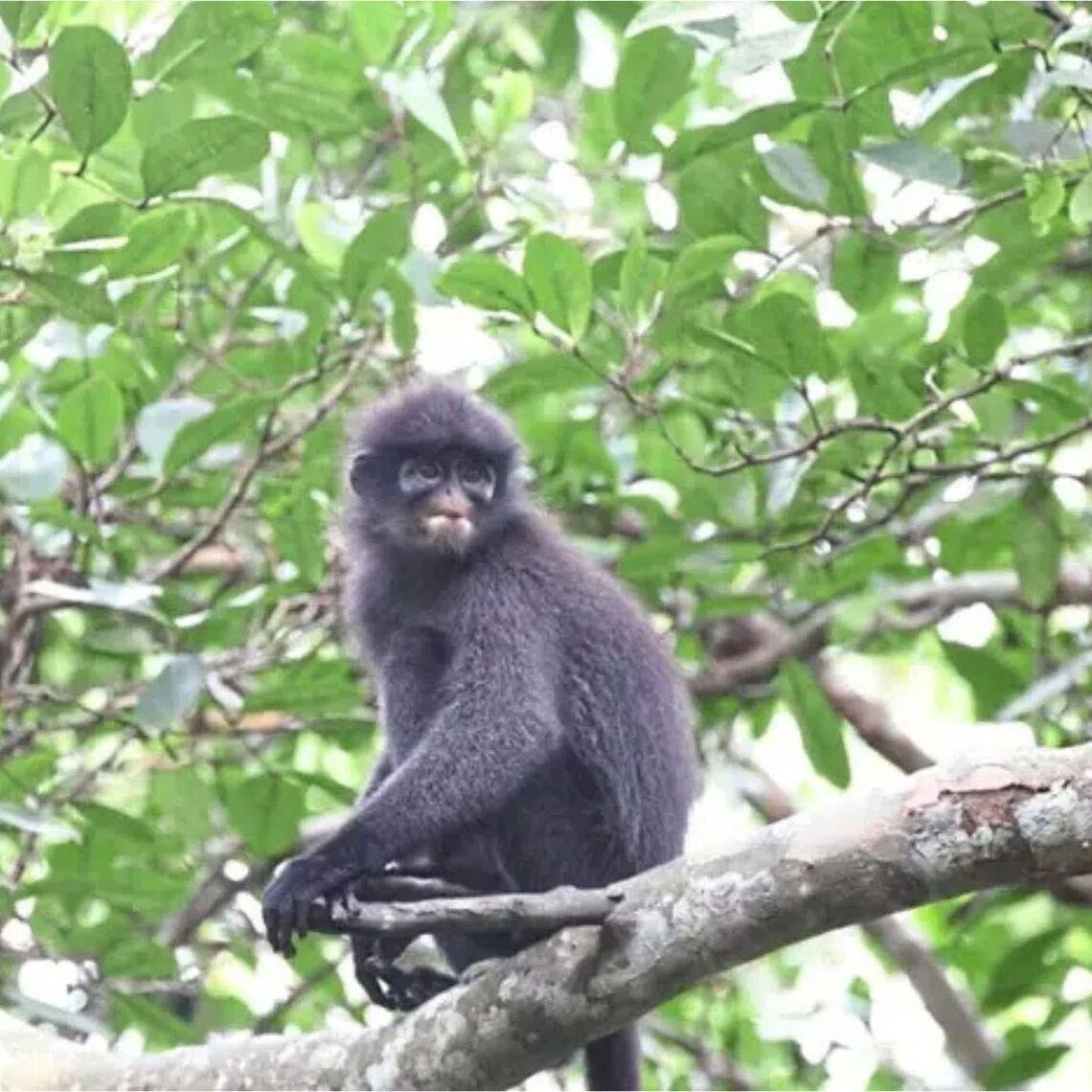 The Raffles’ banded langur was classified as “critically endanger­ed” by the International Union for Conservation of Nature in 2022.
