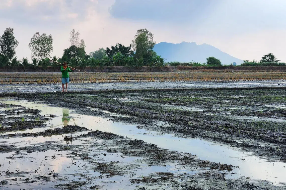 As costs rise amid Iran war, rice farmers in Thailand and Vietnam feel the strain