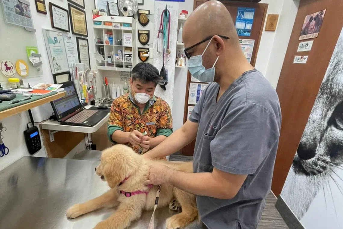 Dr Kenneth Tong (left), founder and head vet of Animal and Avian Veterinary Clinic, attending to a client.