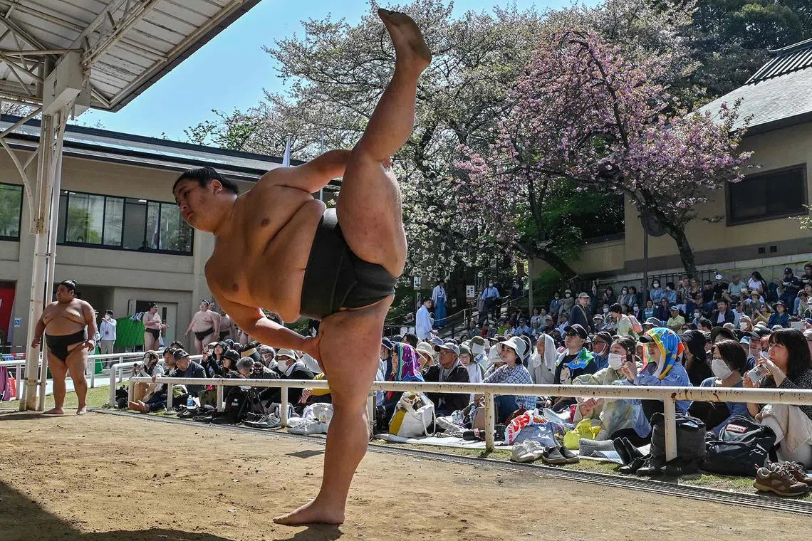 A sumo wrestler stretching while taking part in the annual "honozumo", a ceremonial one-day sumo exhibition for spectators held at Yasukuni Shrine in Tokyo on April 15, 2024.