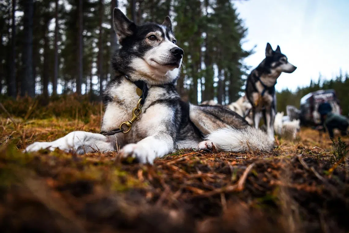 Husky dogs sit in the grass during a break from a training session on forest tracks, ahead of the The Siberian Husky Club of Great Britain 39th Aviemore Sled Dog Rally near Feshiebridge, Cairngorm, Scotland, on Jan 26, 2023. 