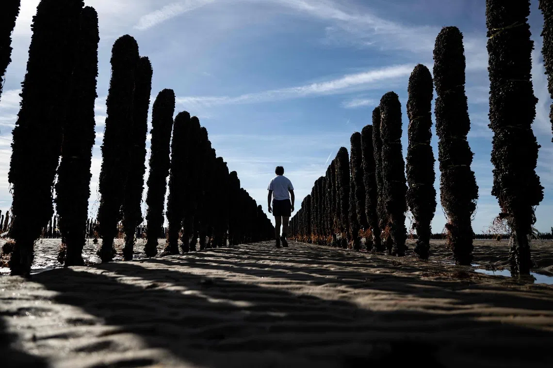 TOPSHOT - A man walks between wooden staks full of mussels in the EARL Maine père & fils shellfish breeding farm off the coast of Bricqueville-sur-Mer, northwestern France, on September 13, 2026. French mussel farms have been hit hard by the heatwaves, and the drought has deprived them of nutrients: French mussel production has fallen by a quarter during the summer of 2026, according to industry experts, who are facing the future with uncertainty. (Photo by Guillaume SALIGOT / AFP)