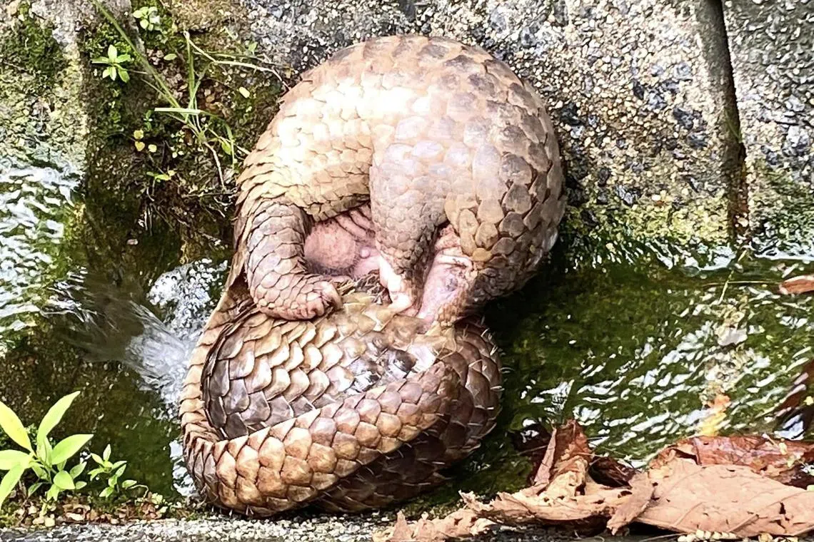 Two male Sunda pangolins were caught locked in a tussle at the Central Catchment Nature Reserve on July 17, reported Nature in Singapore, an online journal by the NUS’ Lee Kong Chian Natural History Museum.