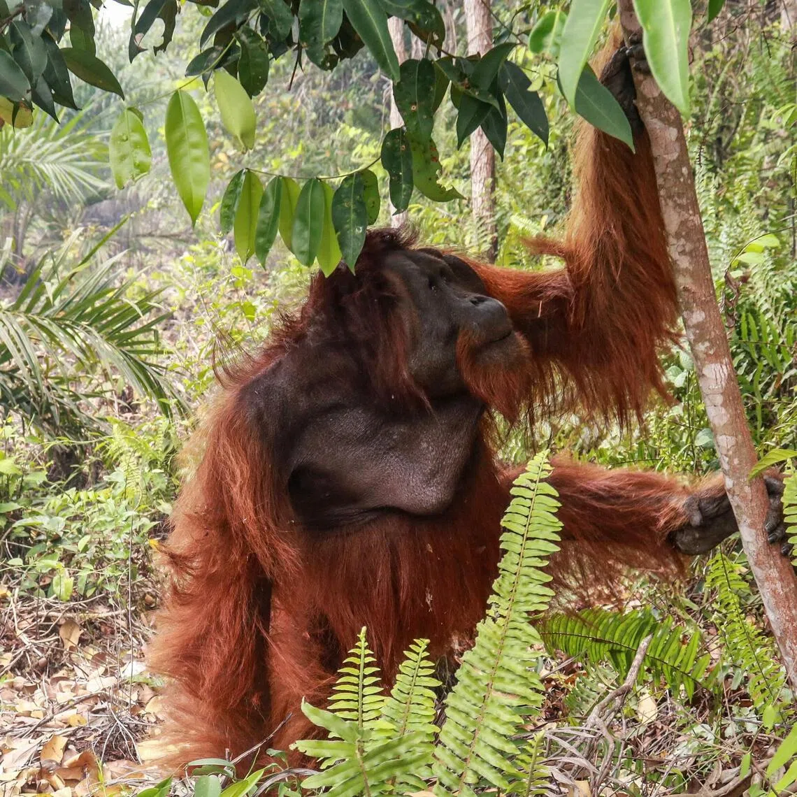 As of Oct 13, 26 orang utans had been rescued from the high conservation value forest.