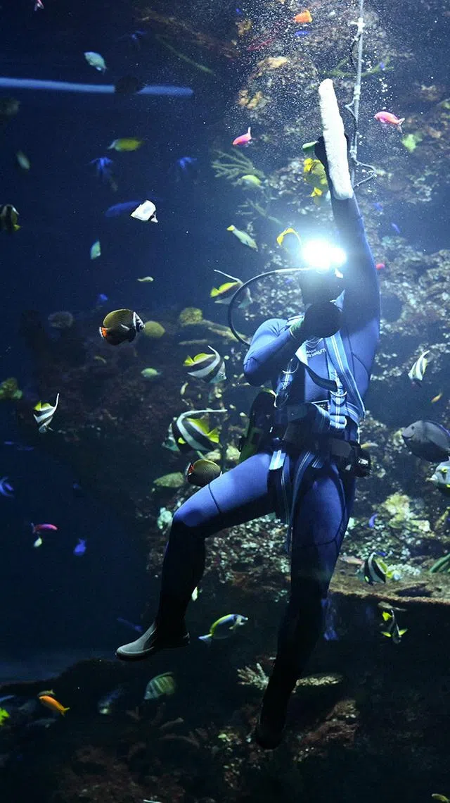 ST20260526-202651800543-Lim Yaohui-Ang Qing-aqocean/

Animal Care Specialist Justin Tan Chin How, 26, wiping the panel of the Coral Garden at Singapore Oceanarium on May 26, 2026. 

Behind the scenes of Singapore Oceanarium’s Animal Care Centres and explore how one of Asia’s leading aquarium-based conservation institution is combining science, conservation, and community engagement, setting new global standards for how aquariums can breed and care for animals and protect our oceans.

(ST PHOTO: LIM YAOHUI)