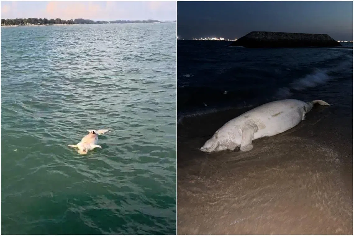 The dugong was found floating in the waters off Bedok Jetty on June 6, before it eventually washed ashore and was discovered further along the East Coast Park beach.
