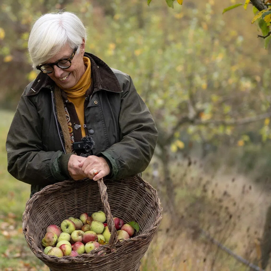 Italian agronomist and researcher Isabella Dalla Ragione picks apples in the orchard collection of the Archeologia Arborea foundation on Nov 7.