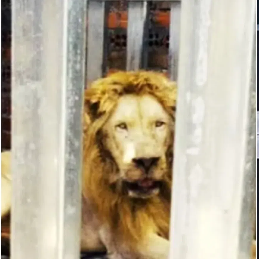 Thai authorities have rescued five wild animals – two lions and three bears – after finding them caged at Thmor Dar Casino in Cambodia.