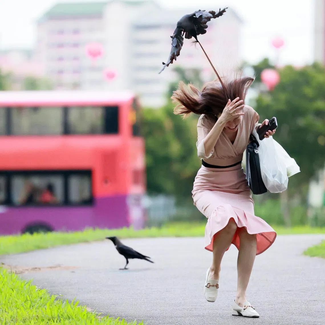 A crow attack in Bishan in 2023. Complaints about crow attacks also surged to over 2,000 cases in 2025, compared with more than 460 in 2020.