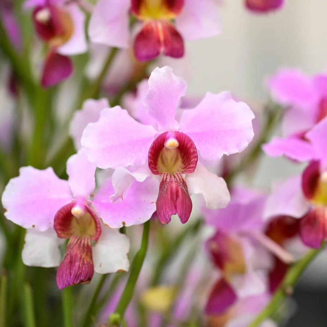 The new orchid hybrid named after the Singapore Garden Festival to commemorate its 10th edition.