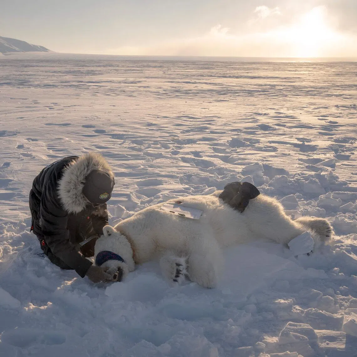 Dr Jon Aars changing the GPS collar of a female polar bear in eastern Spitzbergen, in the Svalbard archipelago, in April 2025.
