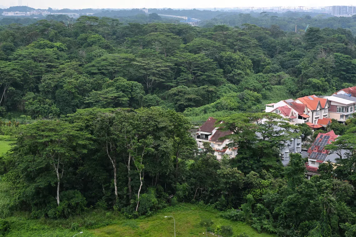 The forested site in the Lentor area is currently zoned for residential development.
