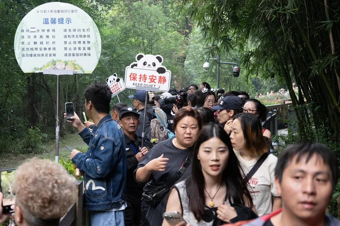 mzpanda - The crowd at the quarters of Hua Hua, China’s celebrity panda. Guards frequently remind visitors to keep their noise levels down, and move them on after 2 minutes of viewing time.

Credit: PANDA SLEEP HOTEL