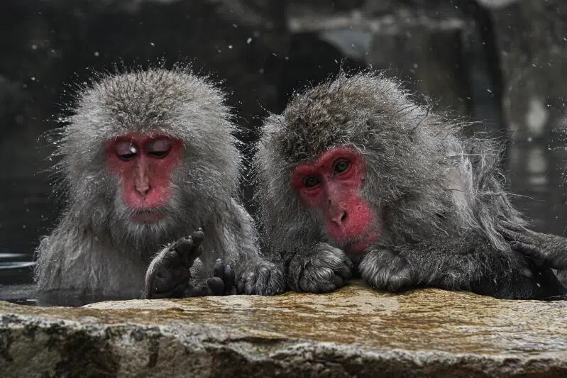 The same-sex behaviour among animals was so widespread indicates it has a "deep evolutionary root", the study said.