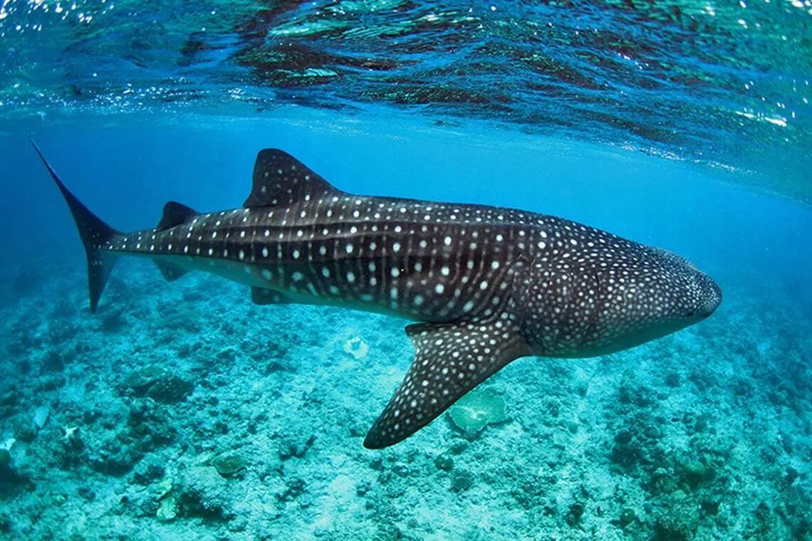 Singapore reviewing laws, policies to fulfil obligations under UN High Seas Treaty: MFA