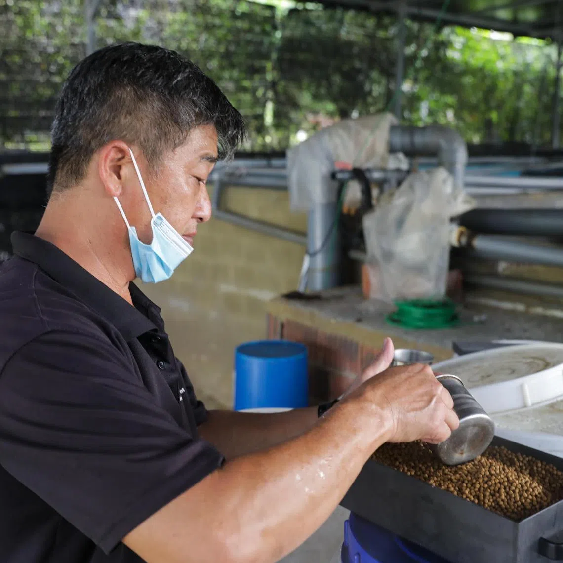 ST20230111_2023248939902/ltebizu11/Lucas Tan/Ryan Chiong

Co-founder of Ebizu Fish Farm, Mr Lim Kim Chwee, 55, storing fish feed in a box made from JAH Tech's ceramic material. Feed stored in the box is said to be healthier for the fishes, which will in turn be healthier for consumers.
//
JAH Tech's launched a line of new ceramic products in a fish farm on Jan 11, 2023. Some of the products are used in fish farming and aquaculture to promote the health of fish without requiring energy.