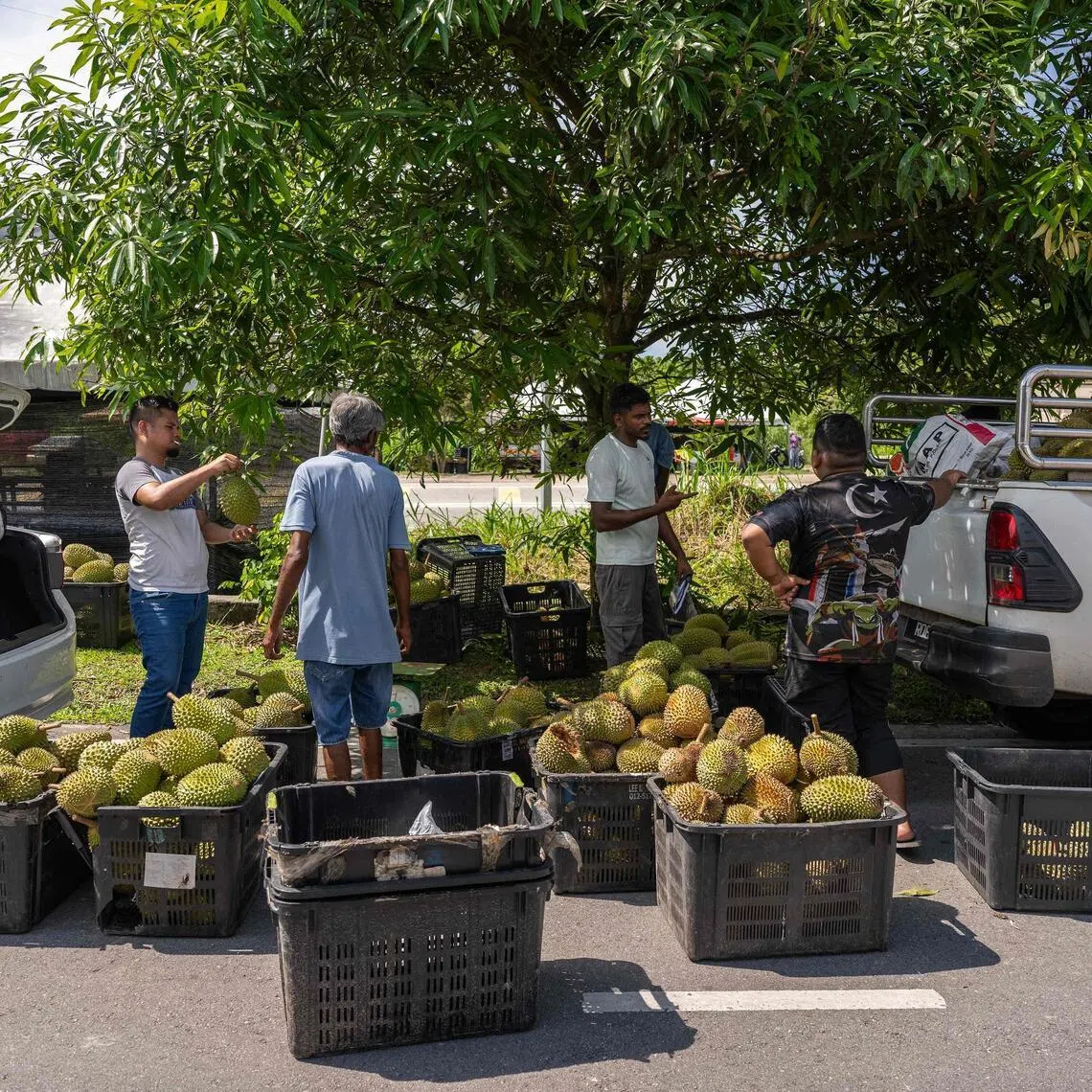 Johor accounts for more than 33 per cent of the country’s durian cultivation and production.