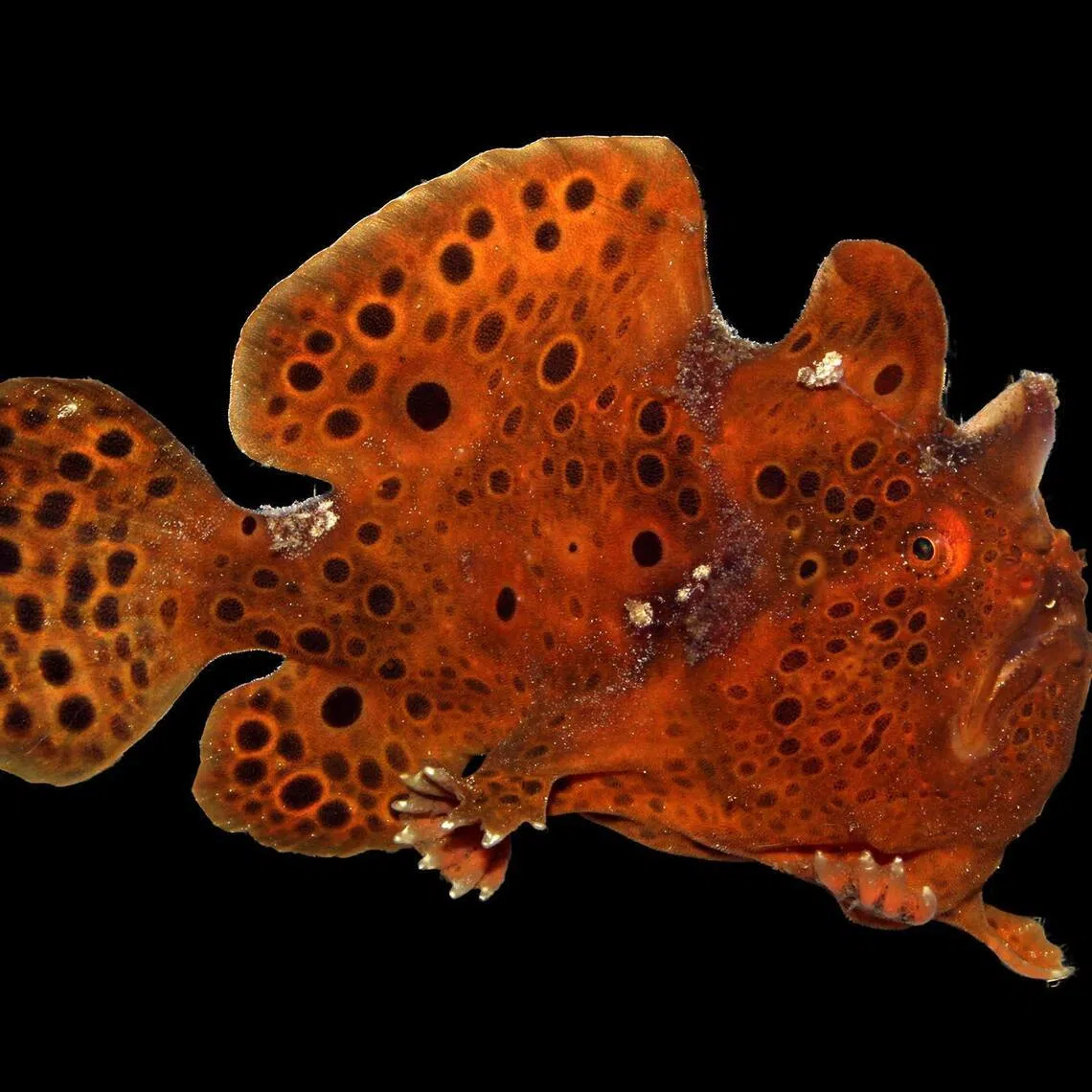 An undated photo provided by Mr A.J. Maile of an anglerfish. The deep-sea fish ended up with glowing lures not just to snag meals, but also to attract mates, a new study finds.