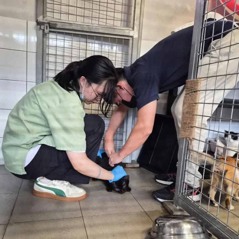 Veterinarians had worked on Dec 22 to microchip all of the Animal Lovers League’s cats to ensure traceability and accountability.