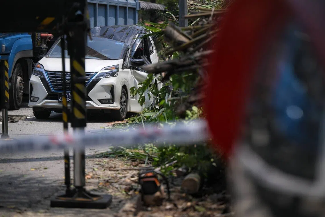 Tree falls on 2 cars in Dempsey area; private hire driver freed from MPV by spa staff