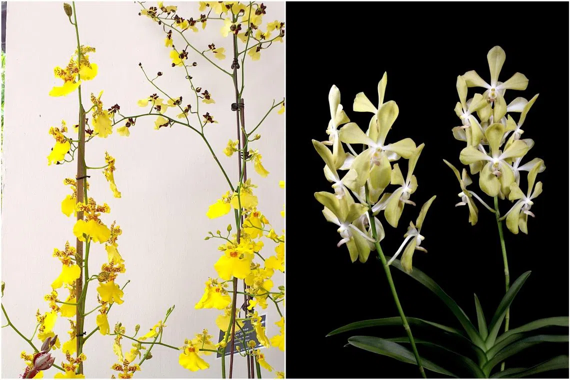 The Gomesa Millennium Gold (left) and the Aranda Lee Kuan Yew will be shown at A Spotlight On Singapore’s Unique Orchid Heritage.