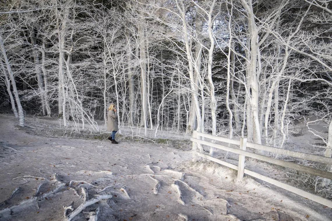 A person walking amongst trees and leaves filled with limestone and chalk from the Moens Cliff (Moens Klint), Zealand, Denmark, Oct 23, 2023. 
