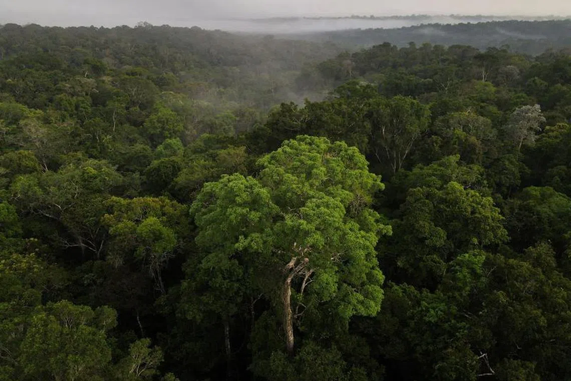 An aerial view shows trees as the sun rises at the Amazon rainforest in Manaus, Amazonas State, Brazil October 26, 2022. REUTERS/Bruno Kelly/File Photo