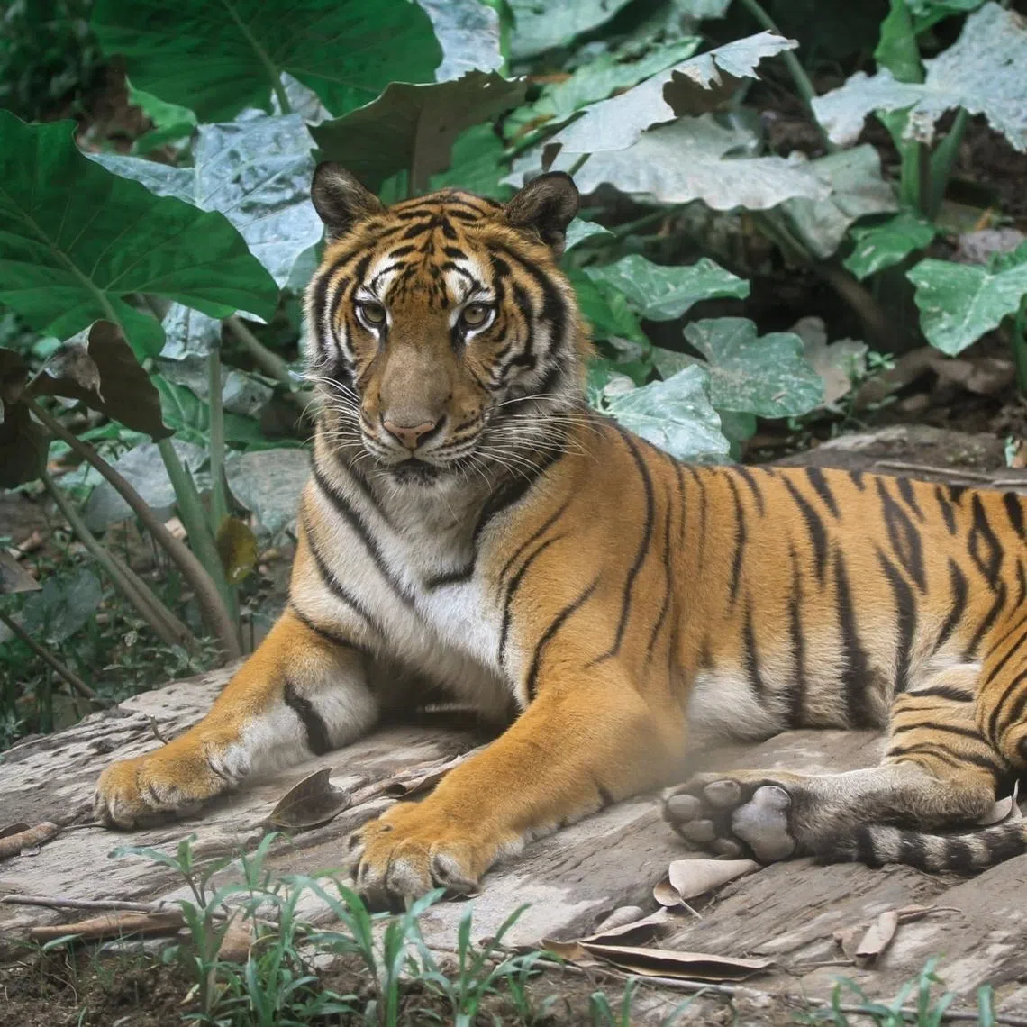 Covering 134,183ha and bordering Taman Negara Pahang, the reserve expands one of Malaysia’s largest and most important tiger landscapes.