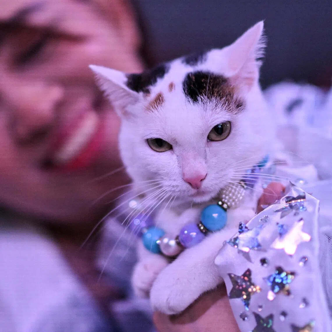 Feline Lower Urinary Tract Disease (FLUTD) can cause complete urinary blockage – a life-threatening emergency requiring immediate veterinary attention.