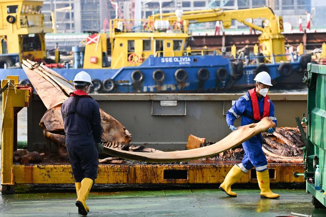 Curators Marcus Chua (right) and Foo Maosheng carrying the mandible bone from the baleen whale carcass for storage at the Singapore Salvage Engineers’ shipyard in Tuas, on Sept 26.