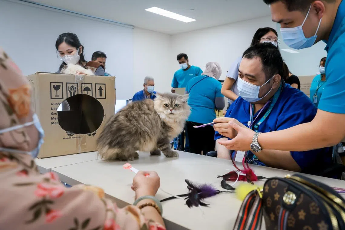 Chai Chee NTUC Health Nursing Home residents feeding and playing with cats at the home, July 7, 2023.