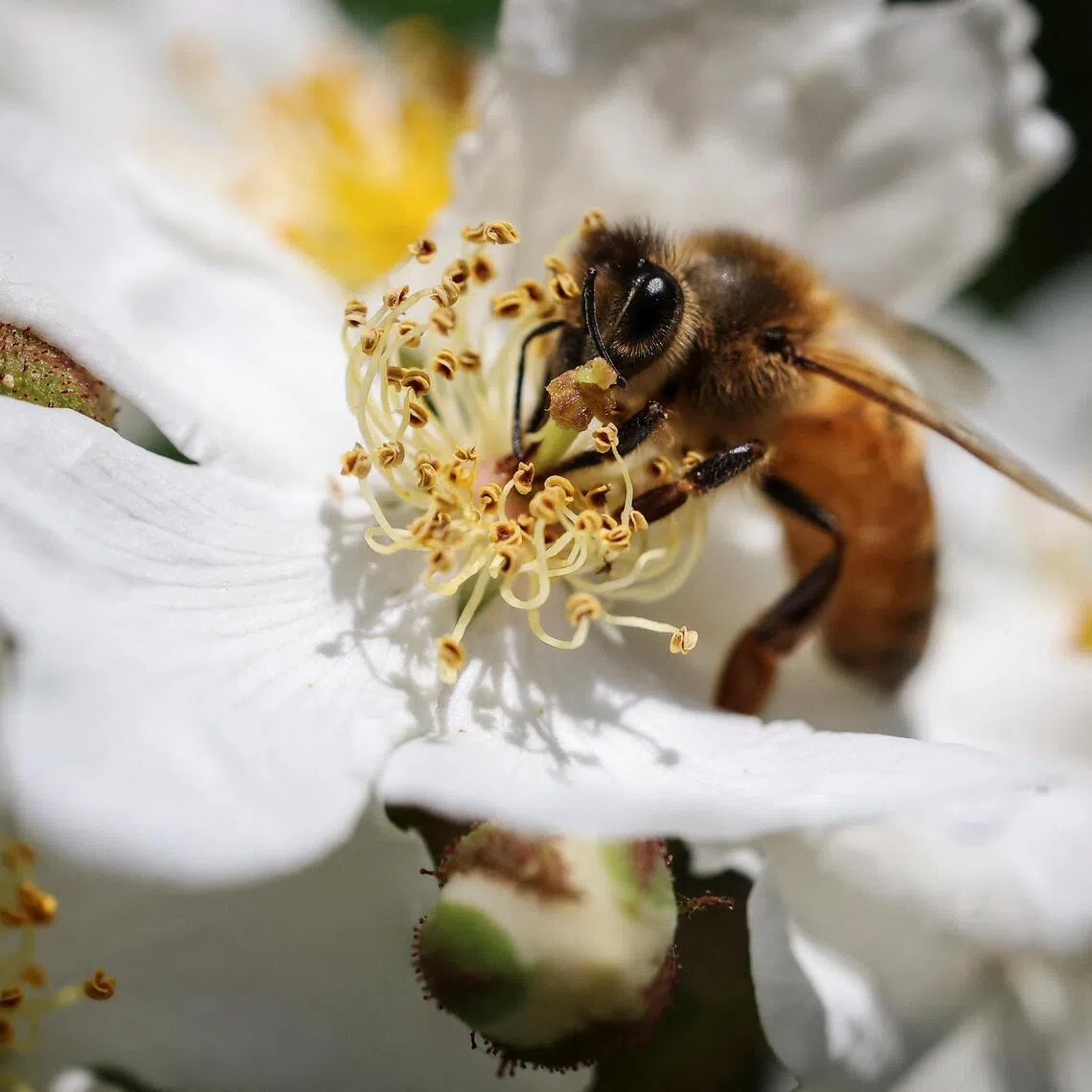 Ecosystems underpin the global economy through "ecosystem services" like crop pollination.
