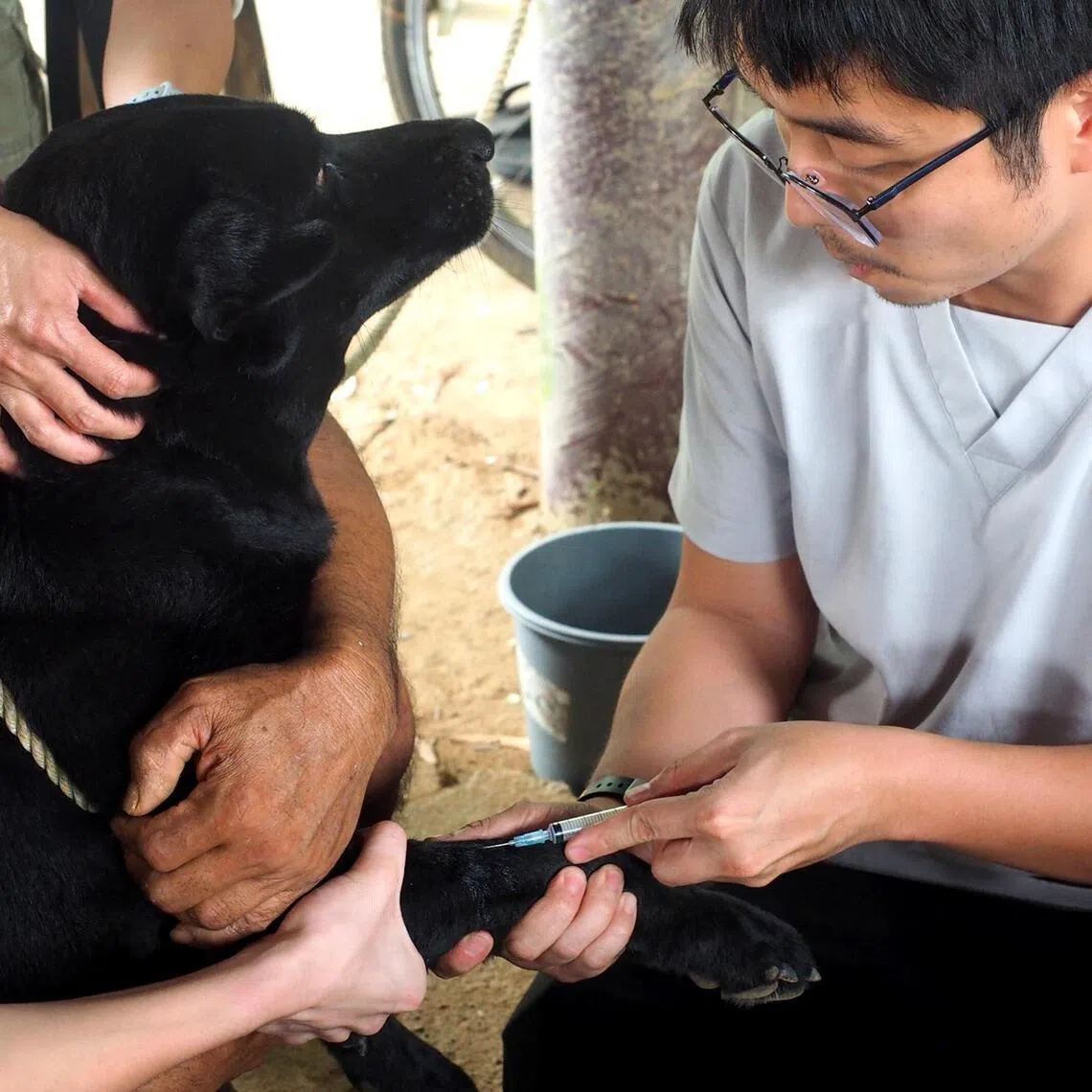 Vaccination is like an invisible shield that guards pets against serious, potentially life-threatening diseases.