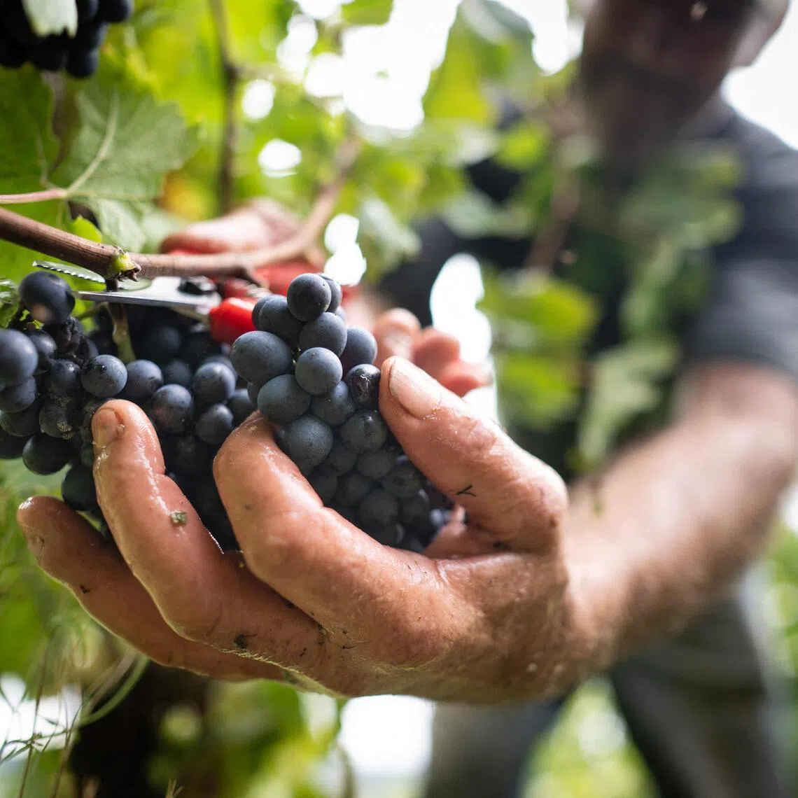 The seed found in the toilets of a medieval French hospital is genetically identical to the grapes being used to make today's pinot noir wine, scientists say.