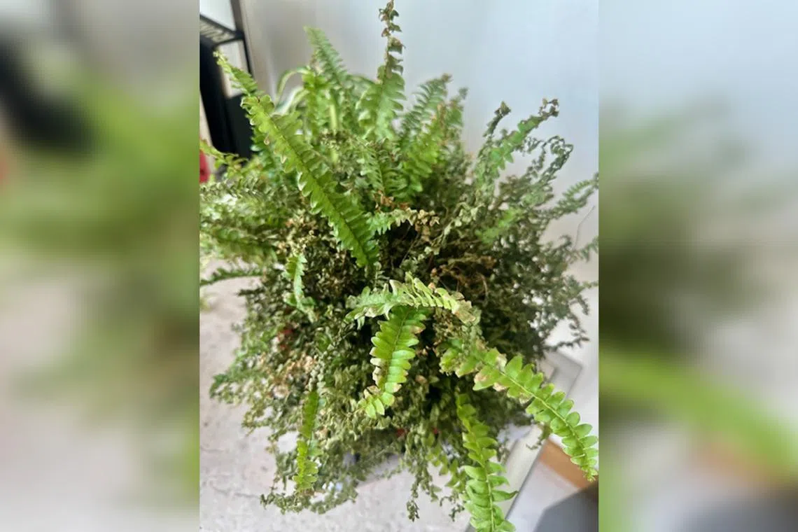 Make sure the plant is not exposed to wind, which can dry it out.